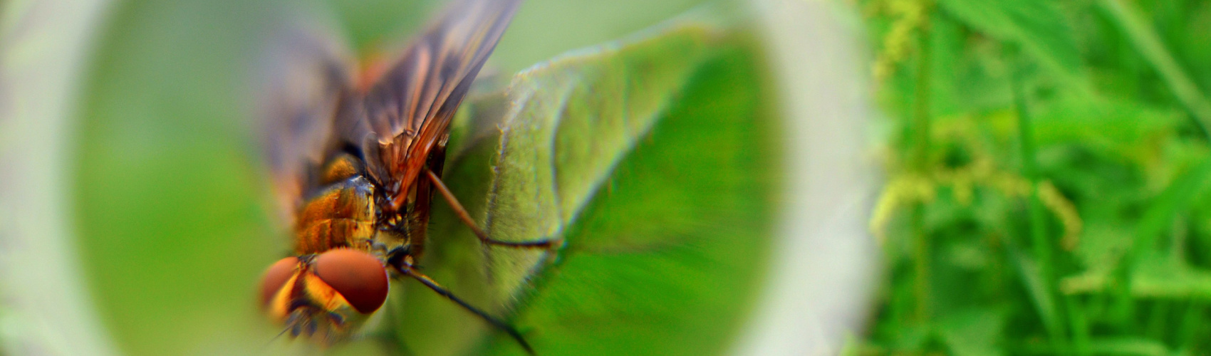 Researchers Discover How Fruit Flies Know to Mate with Their Own