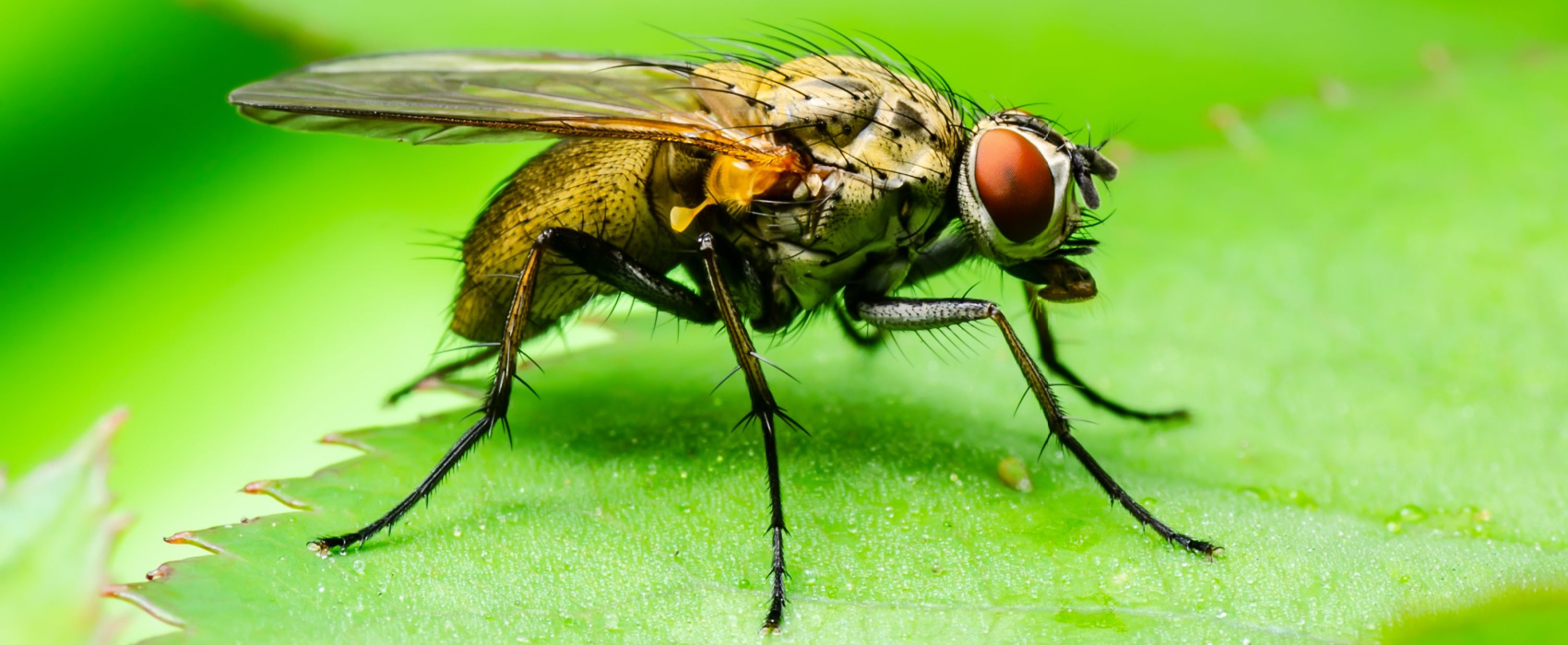 Fruit Flies In Charlotte: How To Keep Them Out